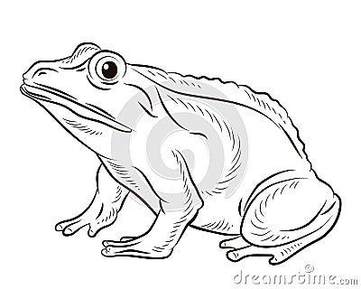 Frog. Black and white image. Coloring book for kids. Isolated, background. Stock Photo